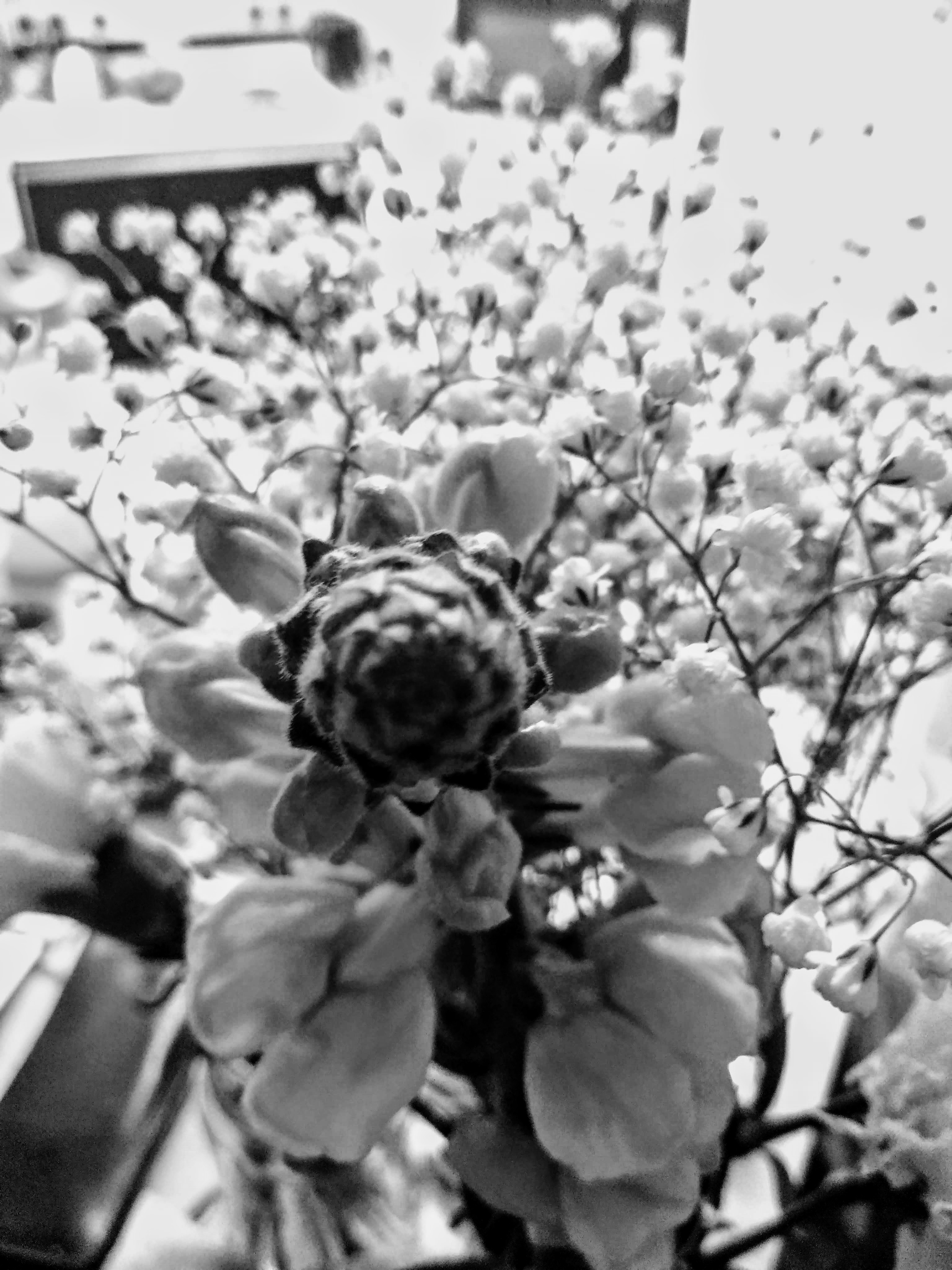 Flower Photography Black and White